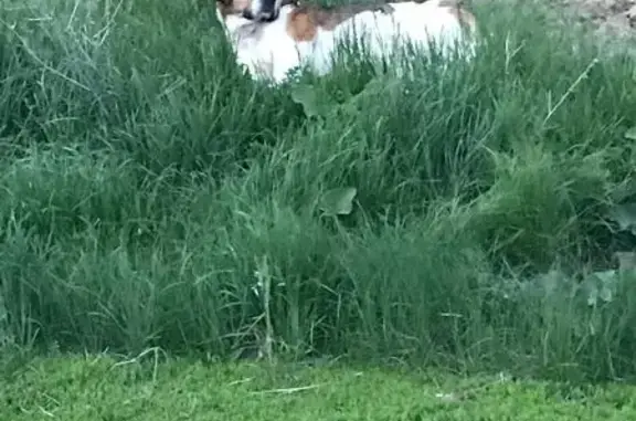 Найдена собака, Самородово, фото: Найдена собака, ул. Новоселова