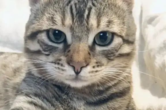 Пропал кот: ул. Тургенева, 16, Снегири