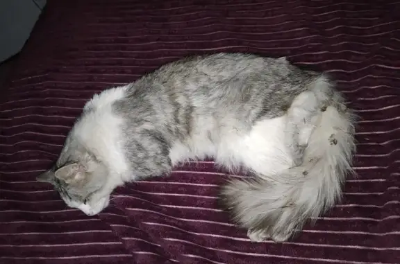 Кошка найдена: Волго-Донская, 26