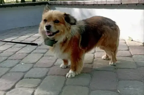 Найдена собака: Сальский пер., 42
