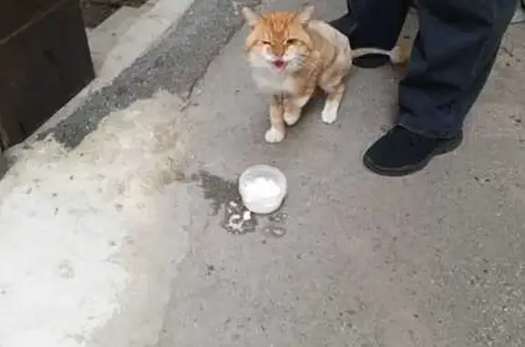 Кошка потеряшка, пер. Макарова, 26