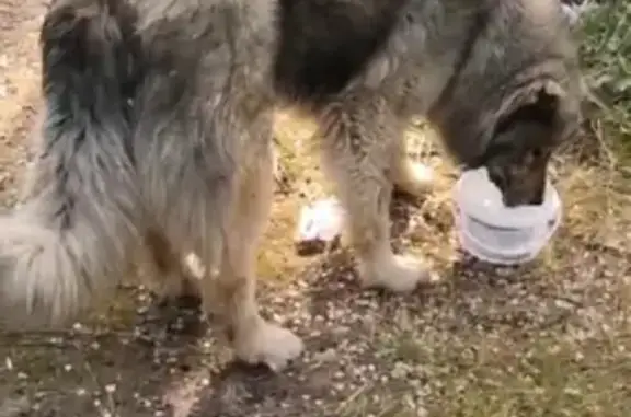 Найдена собака, Ставропольский край