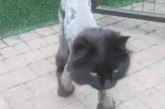 Пропала кошка: Комсомольская, 107