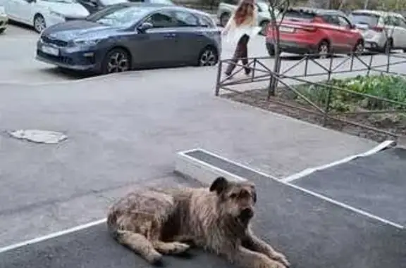 Найдена собака: Матроса Железняка, 57