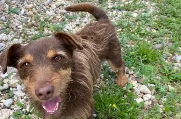 Пропала собака в Бирлово, Митькино