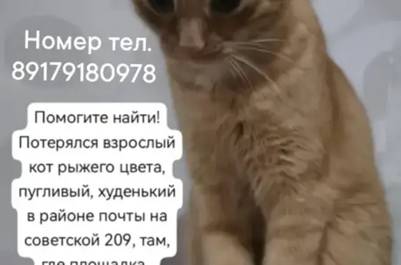 Пропал рыжий кот: Чапаева, 4А