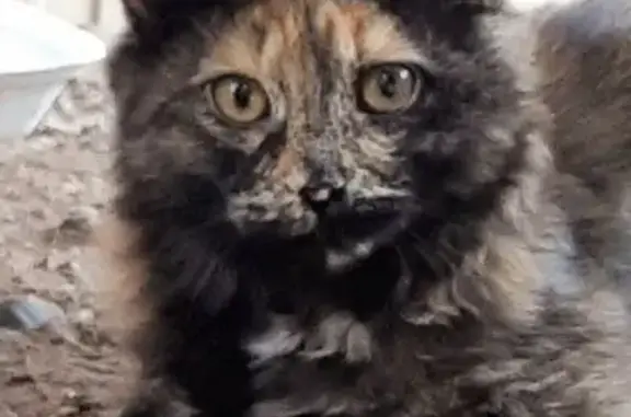 Пропала кошка в Беляевке, Оренбург