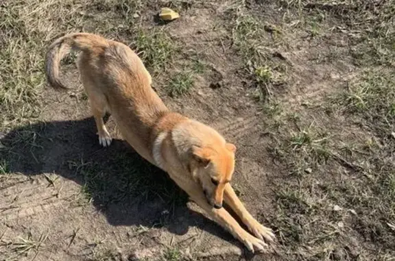 Пропала собака в Новой Усмани