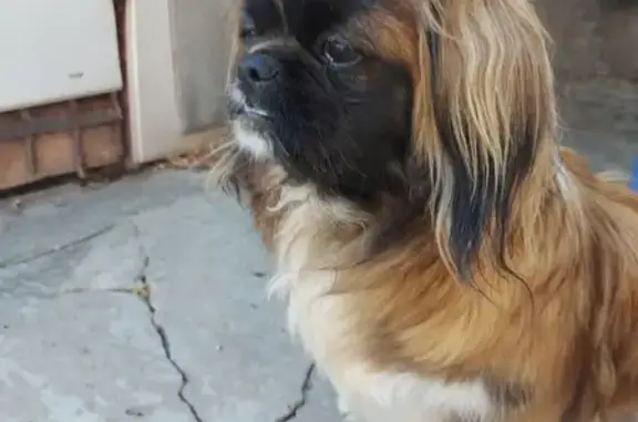 Найденные животные Ростов-на-Дону, фото: Собака найдена: ул. Портовая, 97А