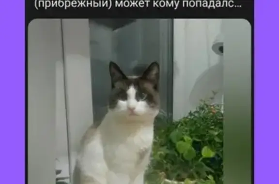 Пропала сиамская кошка в Денисово
