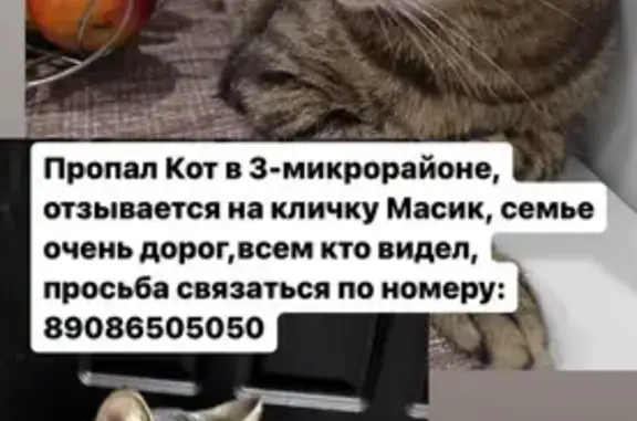 Пропал кот, Шелехов, 2.5 года