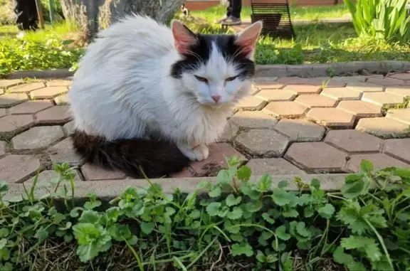 Найдена кошка, Камушки Снт, 2 года