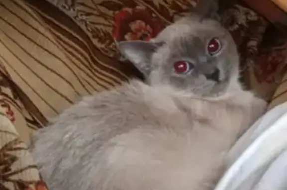 Найдена кошка, Вологодский проезд