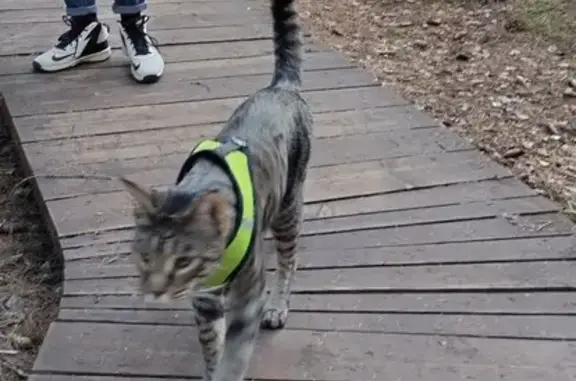 Кошки потеряшки, Комарово, фото: Потеряшка кот Борис 9GGF5QJH+GW