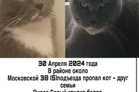 Пропала кошка, Московская 38, Курск