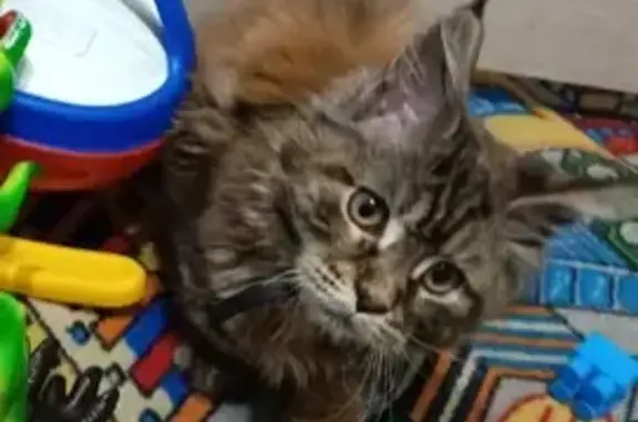 Пропала кошка: Тиманова, 1, Карасук