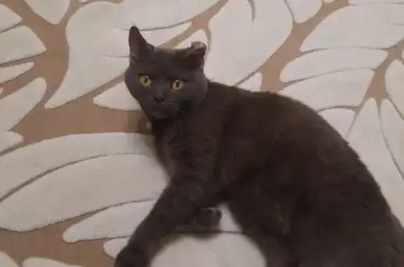 Найдена кошка: Дементьева, 24, Чебоксары