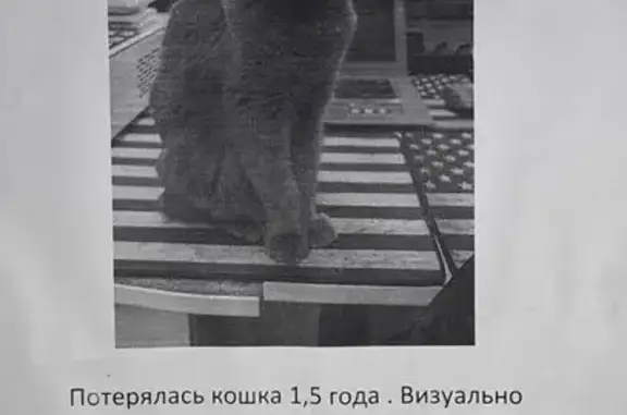Пропала кошка, пр. Фрунзе, 102, Томск