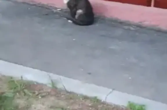 Найдена кошка, Святоозёрская 15