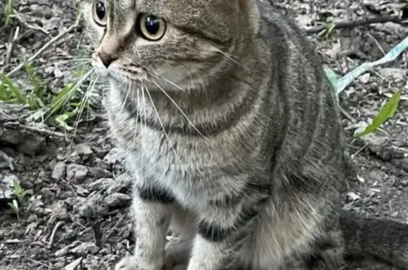 Найдена кошка: Курская, 6, Казань