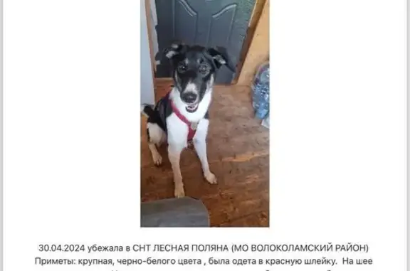 Пропала собака Веста: Лесная Поляна, 41