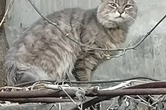Кошка найдена: Ташкентская, 71, Нск