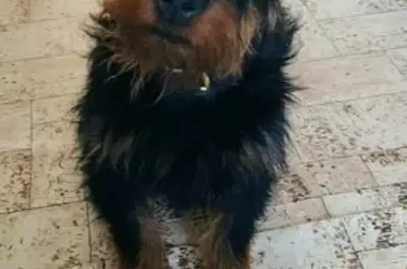 Пропала собака на Комарова, Иркутск
