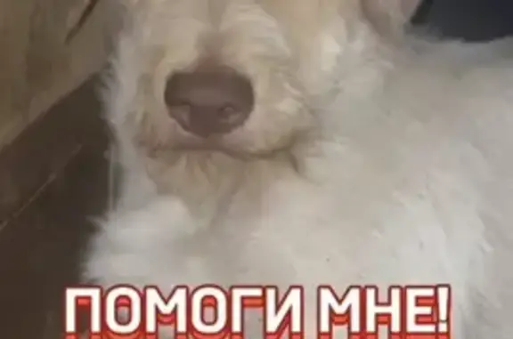 Собака пропала: Ставропольский край