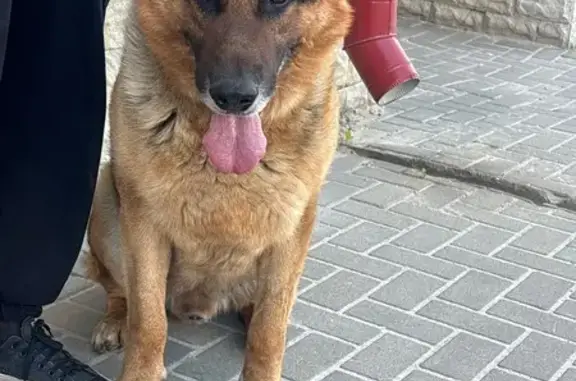 Найдена собака: ул. Базарная, 103, Тамбов