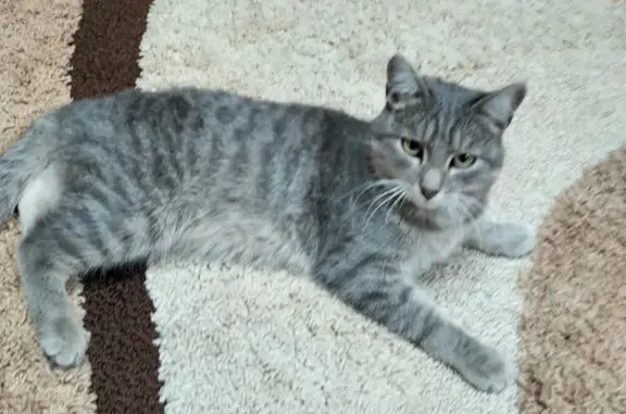 Пропала кошка: Краснояр 1, Пермский
