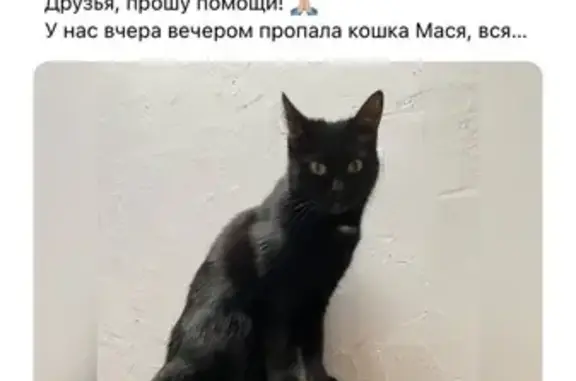Пропала кошка: ул. Орджоникидзе, 55, Елец
