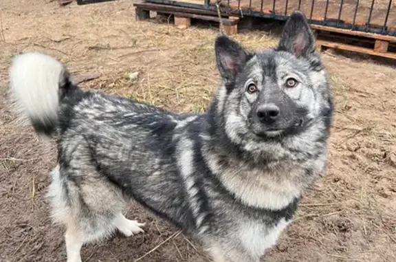 Собаки потеряшки, , фото: Потеряшка собака Ася в Сургуте