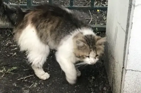 Найдена кошка: Ибрагимова, 6А, Мск