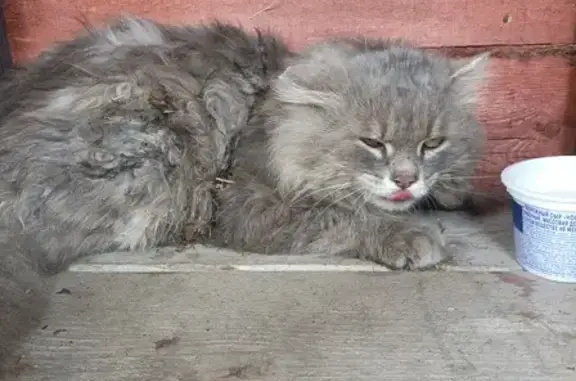 Найден кот: Вилюйская, 105Д, Иркутск