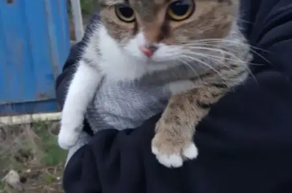 Найдена кошка без хвоста, Сепыч