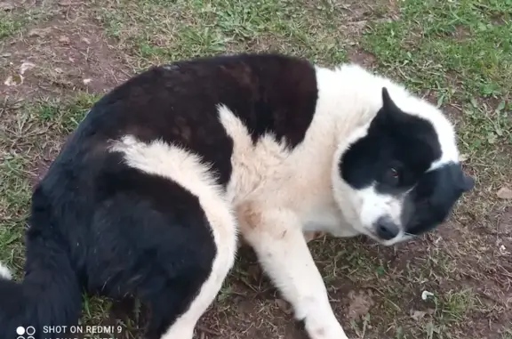 Найдена собака, Светлая ул., Пермь