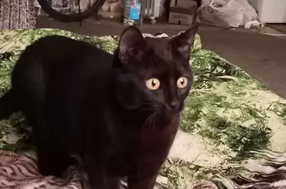 Пропала черная кошка: Весёлая, 15