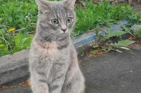 Найдена кошка: Стрелецкая ул., 14 к1