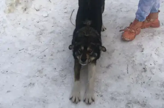 Найдена собака в парке - пер. Победы
