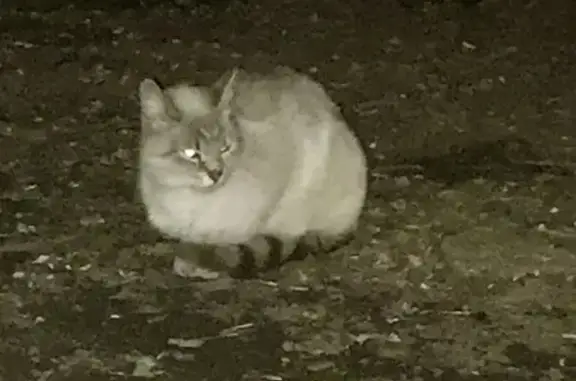Найдена кошка: Зверинецкая, 33