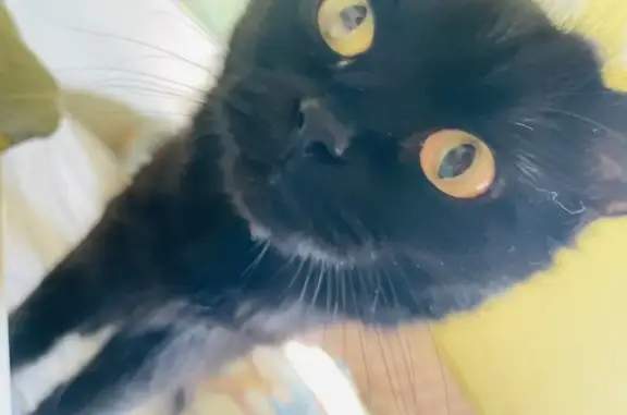 Пропала черная кошка: Верхнесылвенская, 31