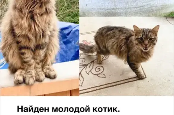 Найдена кошка: Москва, ул. 6, Пенино