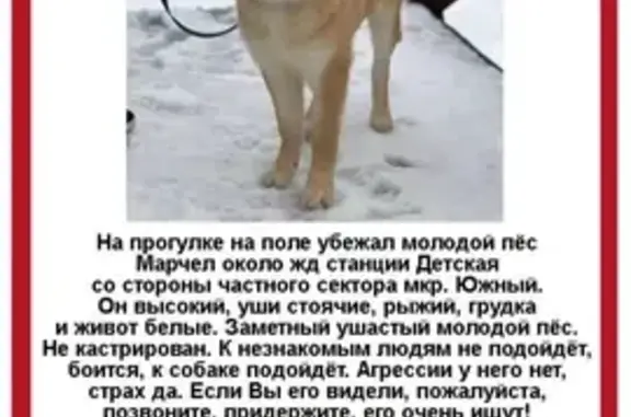 Пропала собака, ул. Богданова, Ивантеевка