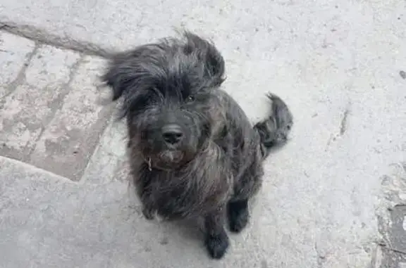 Найдена собака, Пограничная 20, П-Камчатский