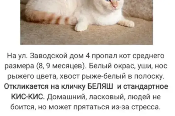 Пропала кошка, Петровское, МО