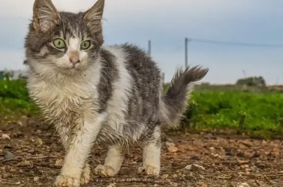 Найден котенок: Бурковский проезд