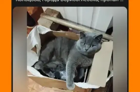 Пропала кошка: Кольцова, Борисоглебск