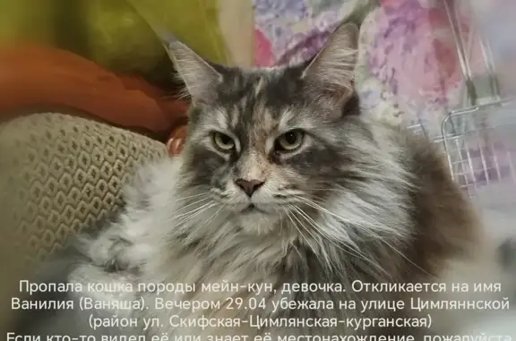 Пропала кошка, Севастопольская 48Б