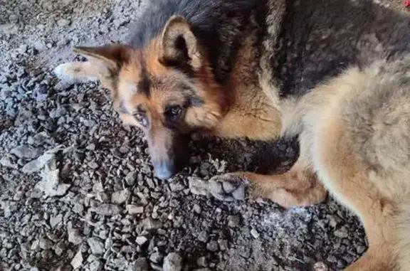 Найдена собака в Алабушево, Центральная ул.