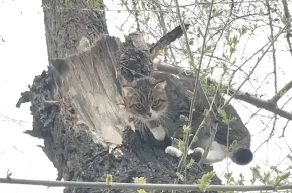 Найдена кошка, ул. Ивана Крылова, Тюмень